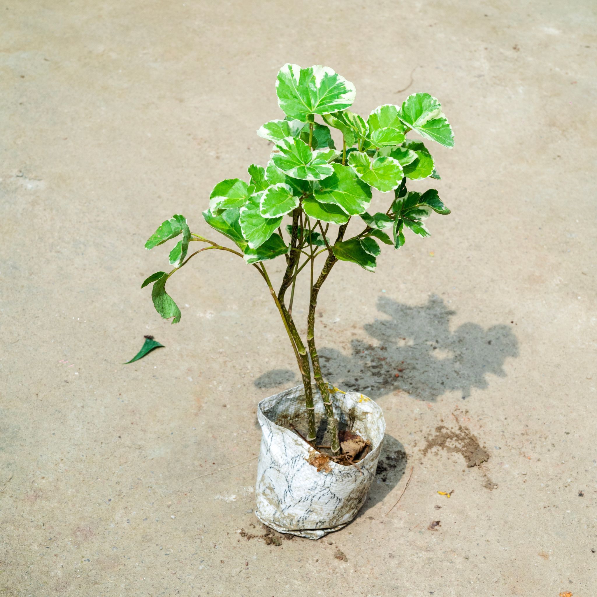 Aralia Apple Leaf in 4 Inch Nursery Bag