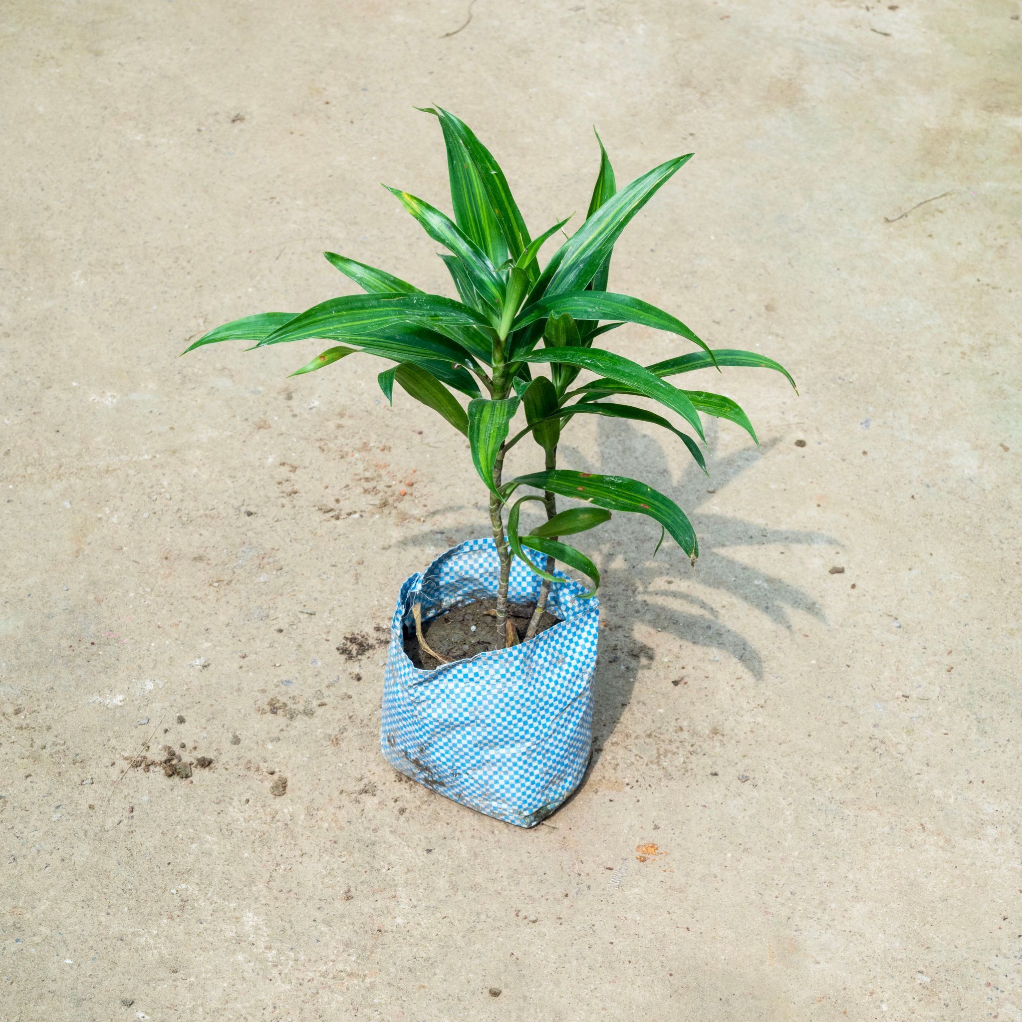 Dracaena Messenger in 4 Inch Nursery Bag