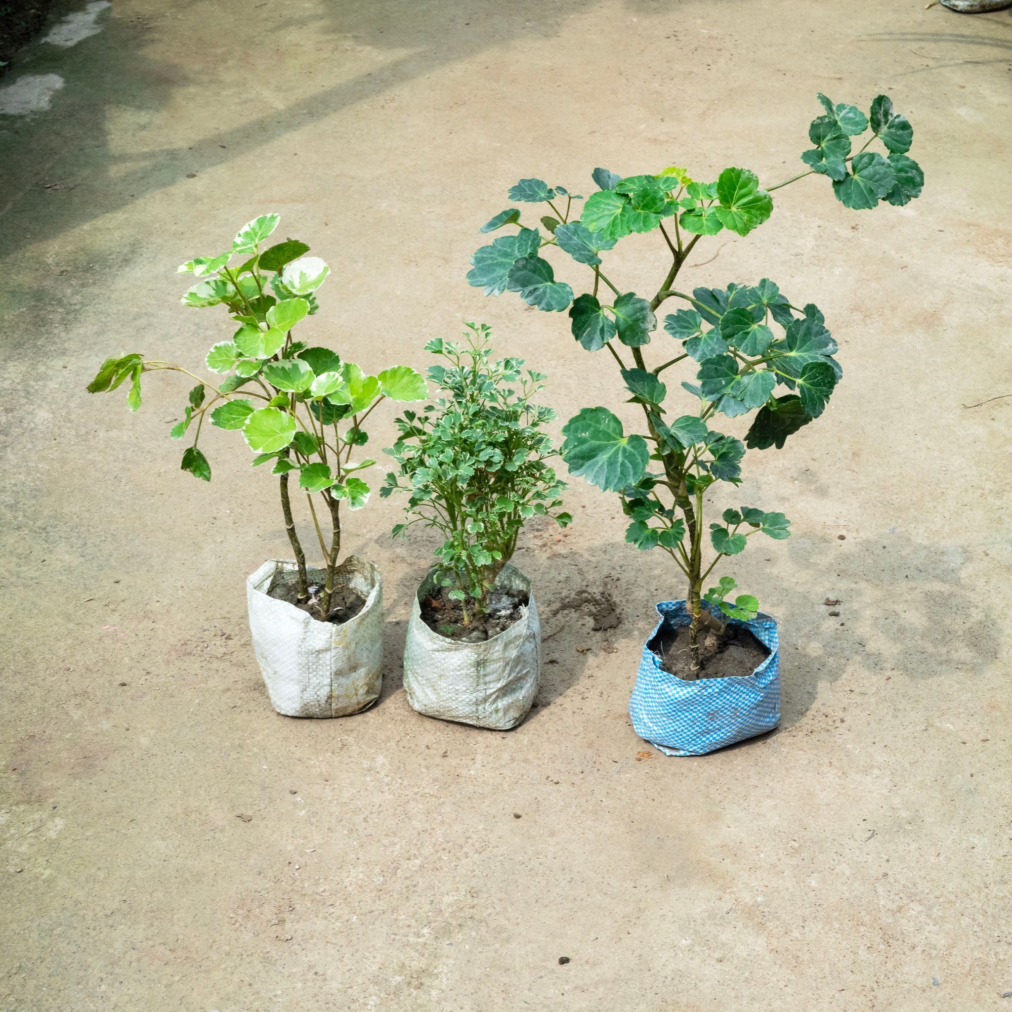 Set Of 3 - Aralia (Apple Leaf, Butterfly & Variegated) in 4 Inch Nursery Bag