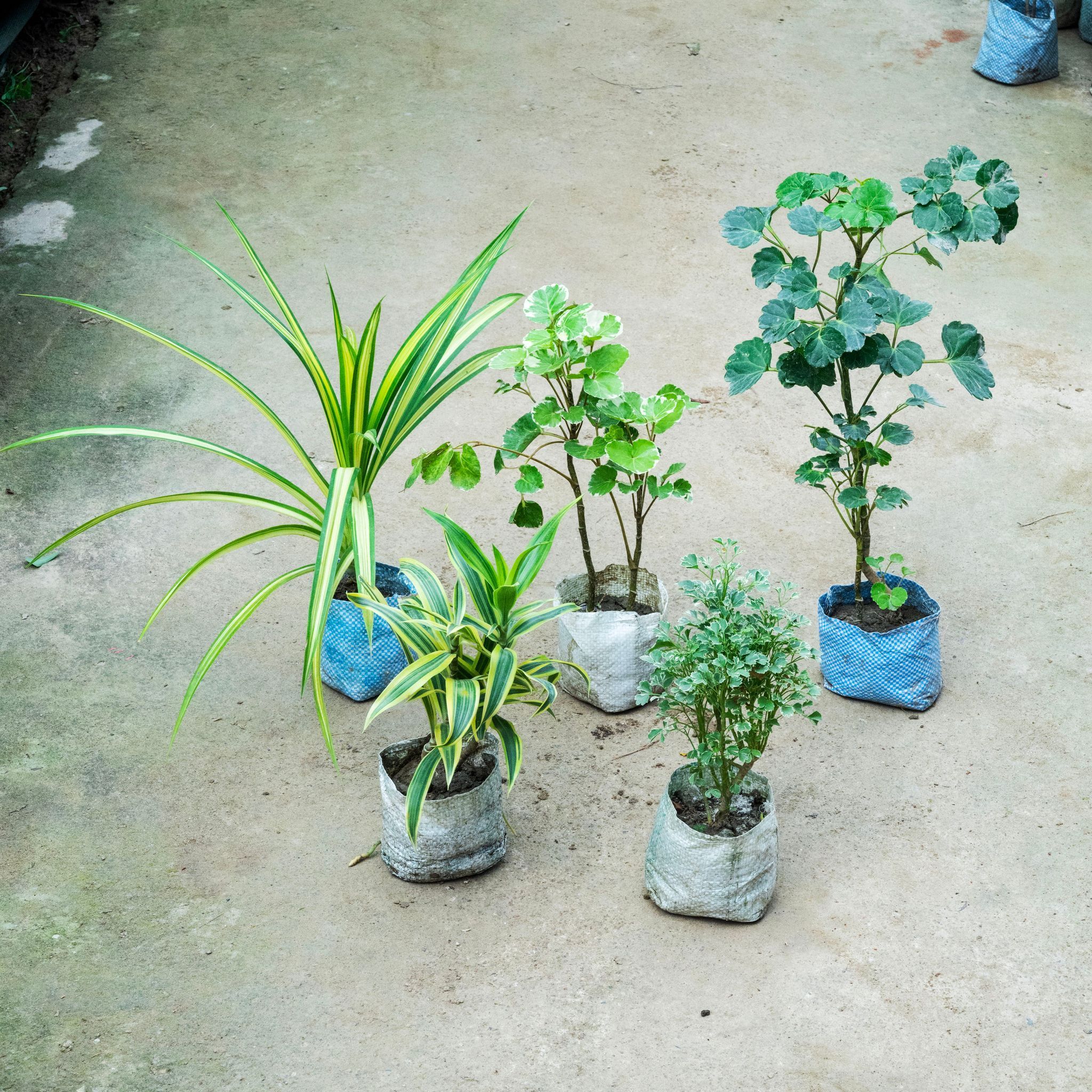 Set Of 5 - (Pandanus, Song Of India, Aralia Apple Leaf, Aralia Butterfly & Aralia Variegated) in 4 Inch Nursery Bag