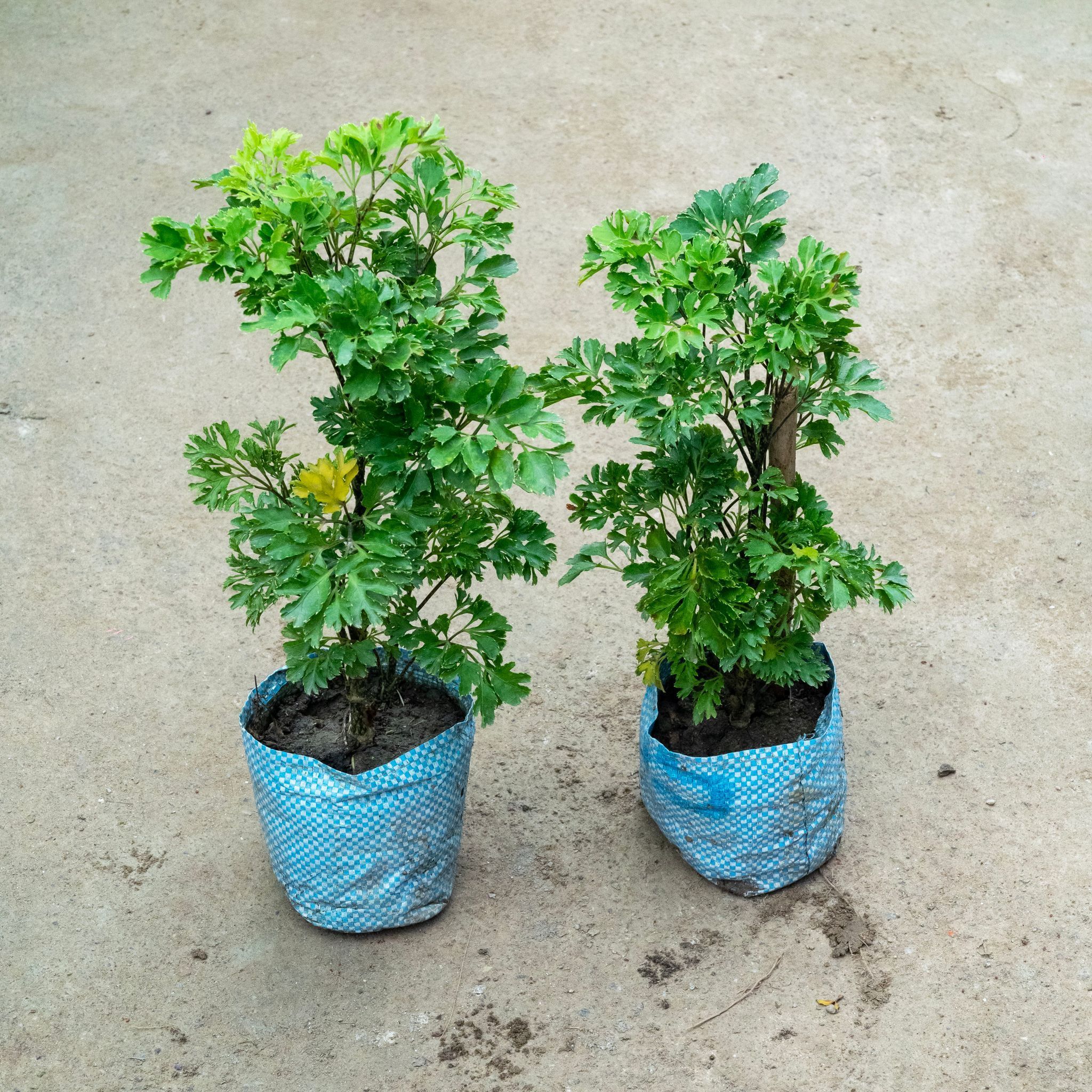 Set Of 2 - Aralia Bush in 4 Inch Nursery Bag
