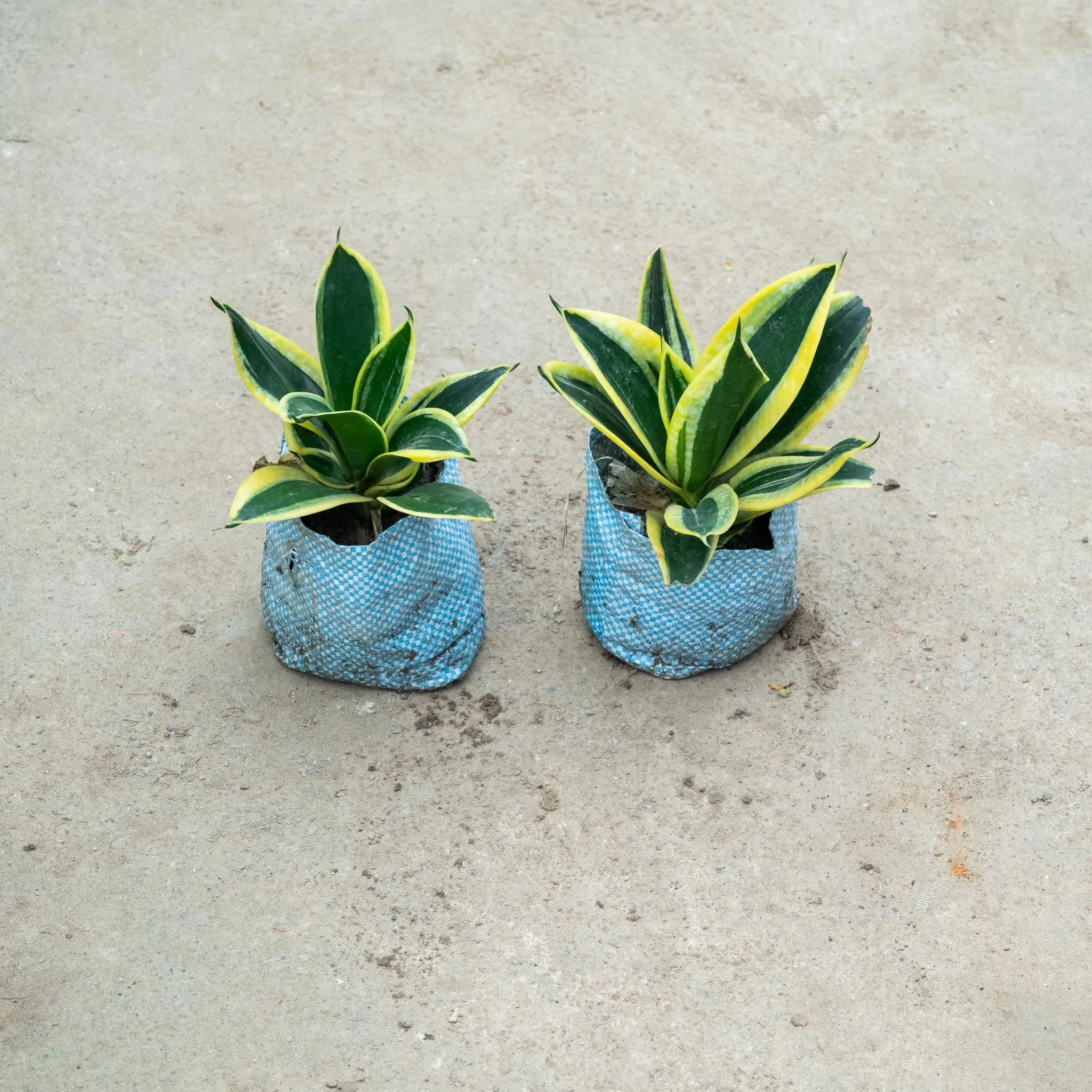 Set Of 2 - Snake Dwarf Variegated in 4 Inch Nursery Bag