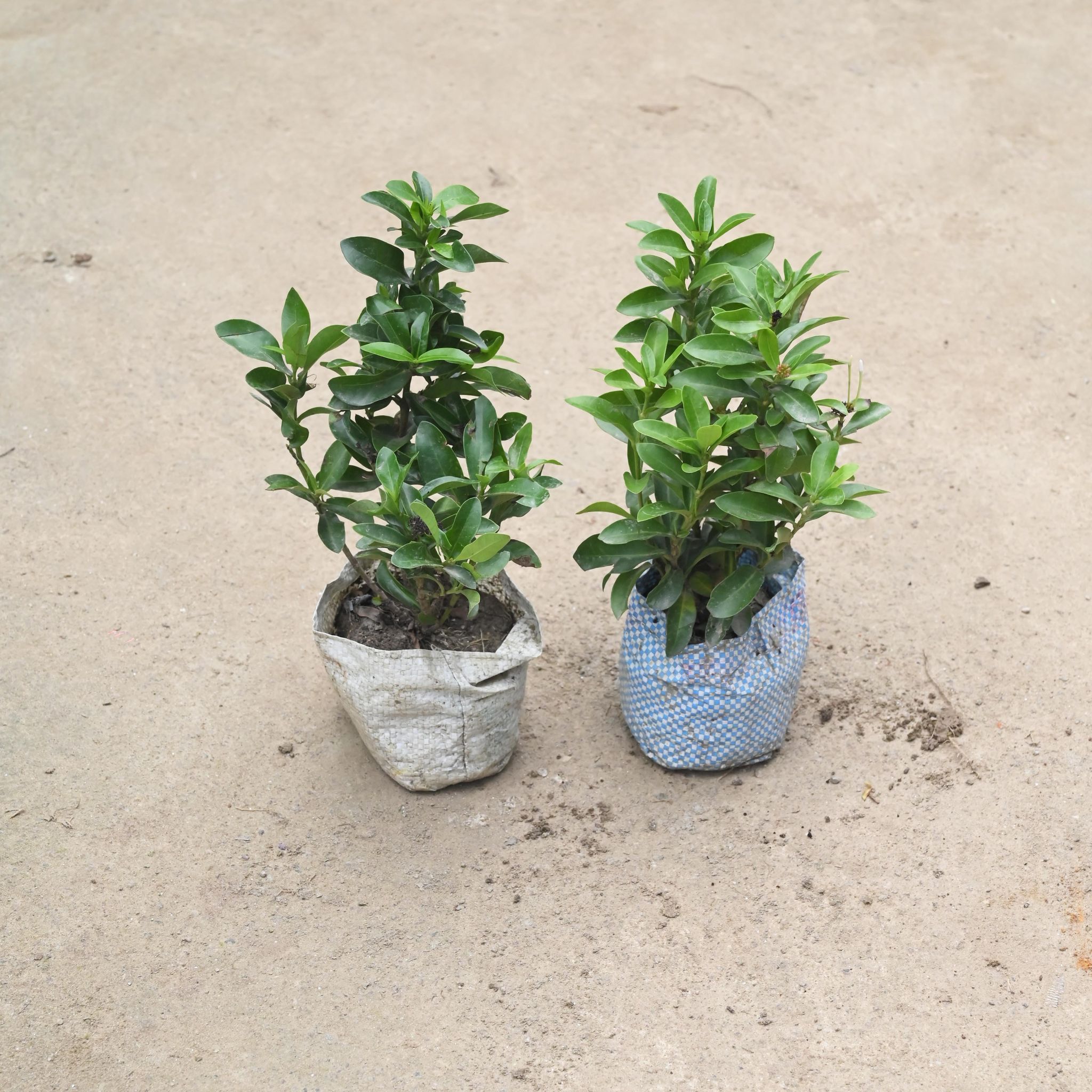 Set Of 2 - Ixora Dwarf in 4 Inch Nursery Bag