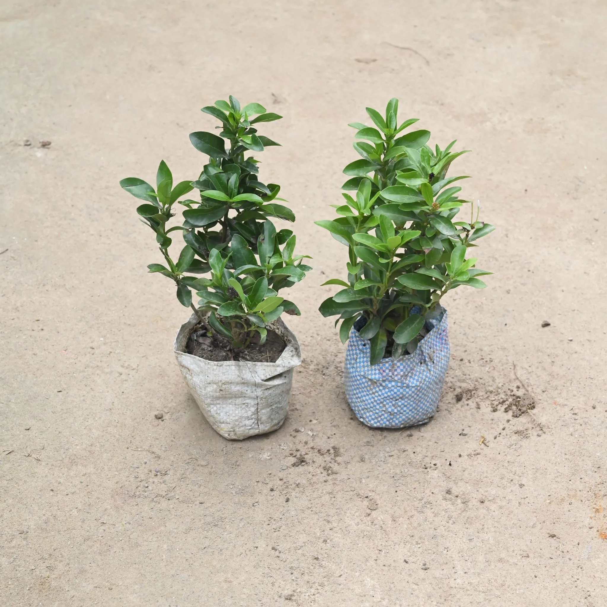 Set Of 2 - Ixora Dwarf in 4 Inch Nursery Bag