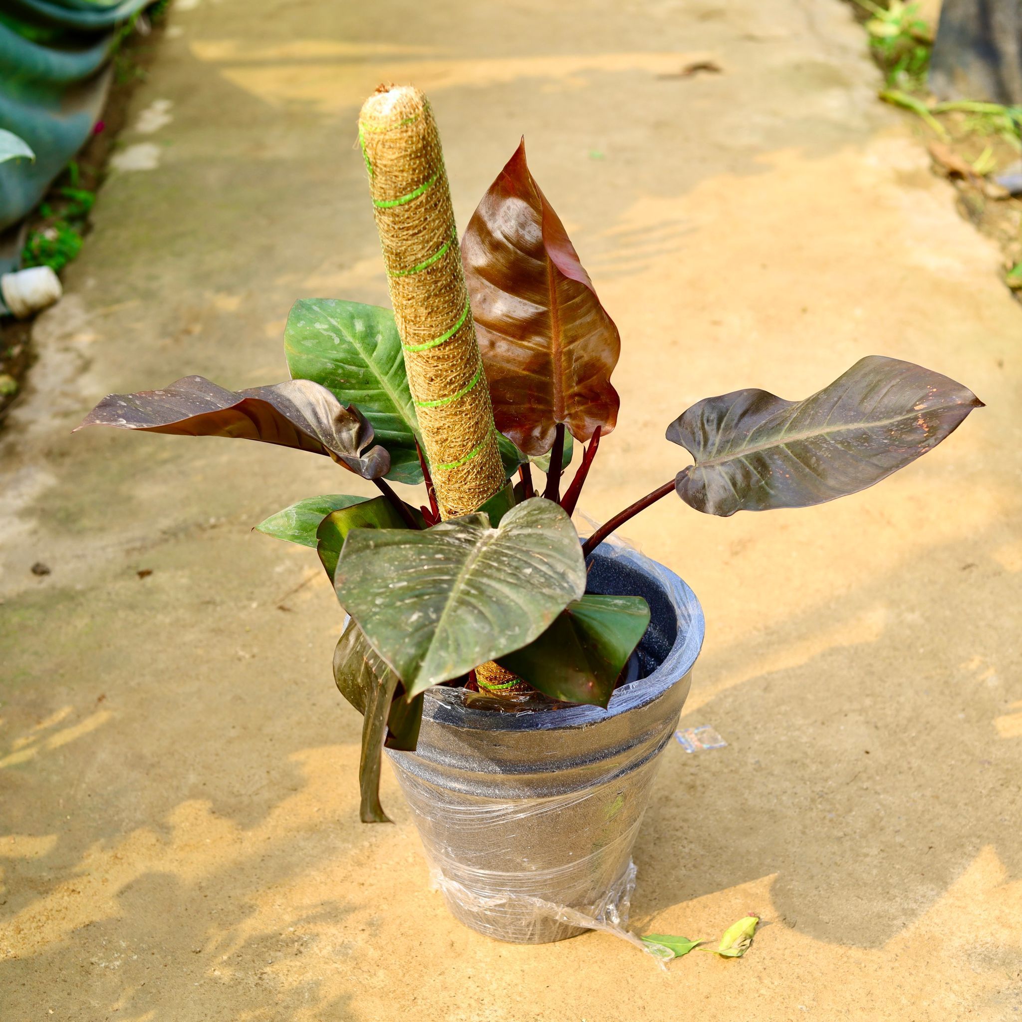 Philodendron Black with (~ 2 Ft) Moss Stick in 12 X 12 Inch Grey Premium Konus Fiberglass Planter- Durable large size decorative fiber pot for indoor outdoor plants with 5 year warranty