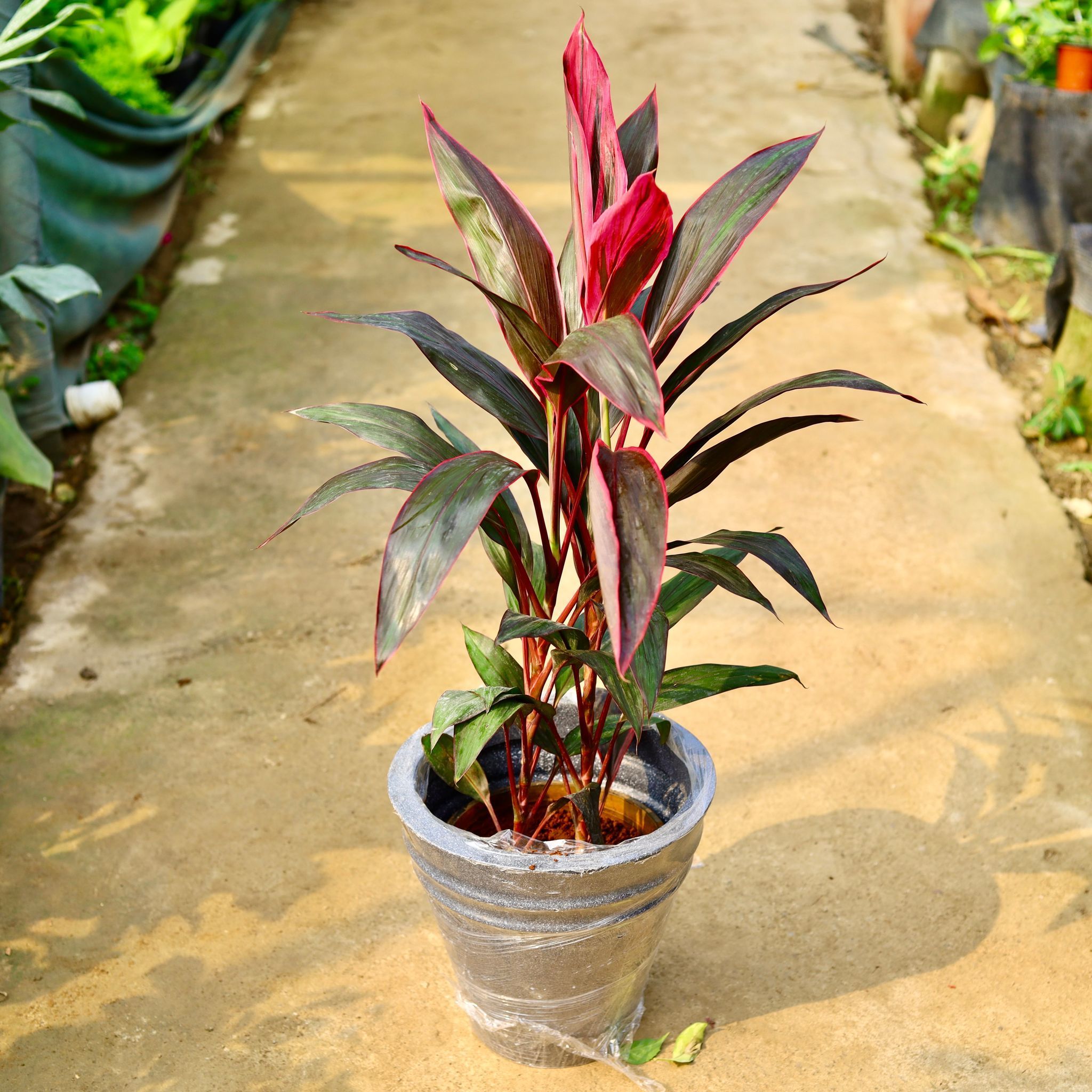 Dracaena Mahatma in 12 X 12 Inch Grey Premium Konus Fiberglass Planter- Durable large size decorative fiber pot for indoor outdoor plants with 5 year warranty