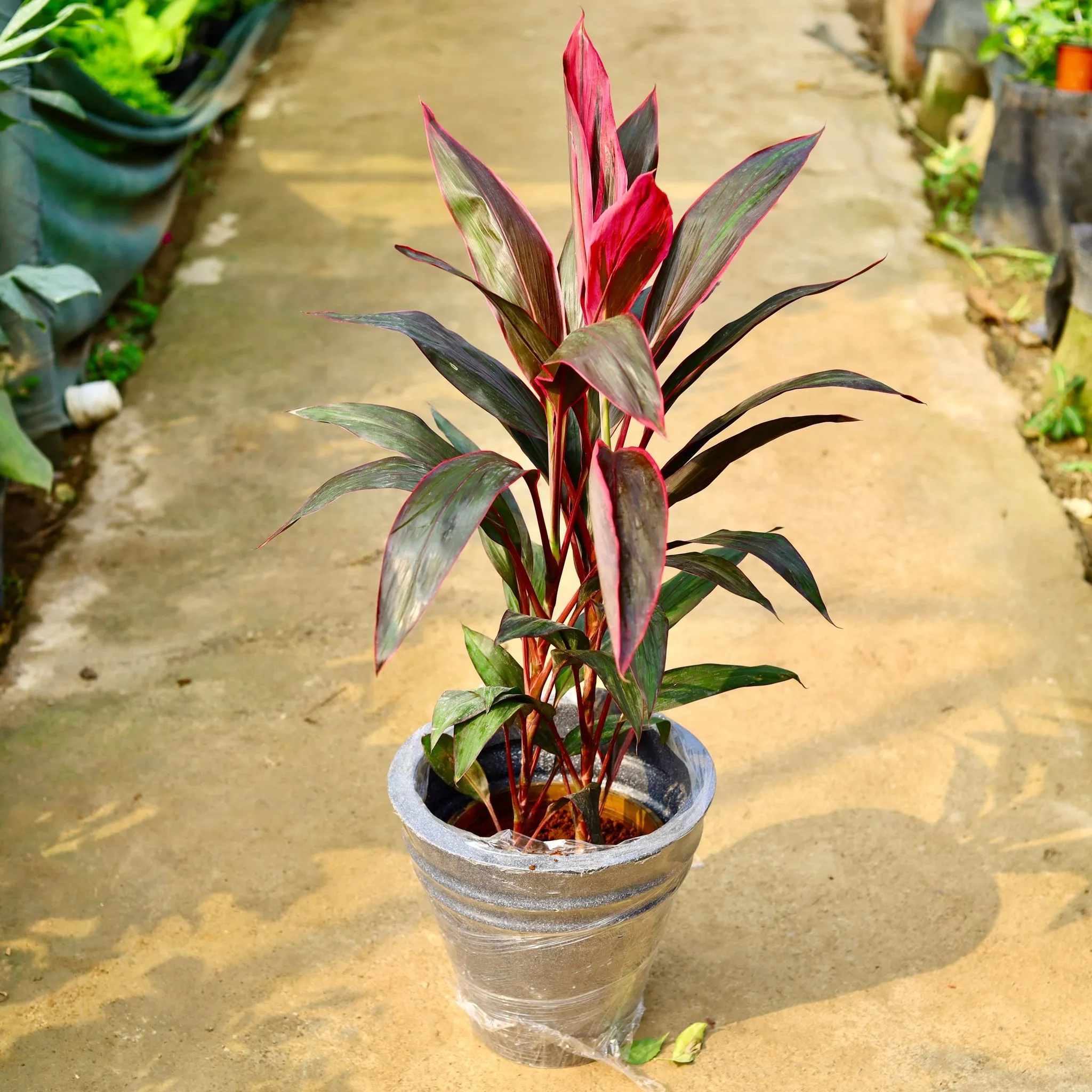 Dracaena Mahatma in 12 X 12 Inch Grey Premium Konus Fiberglass Planter- Durable large size decorative fiber pot for indoor outdoor plants with 5 year warranty