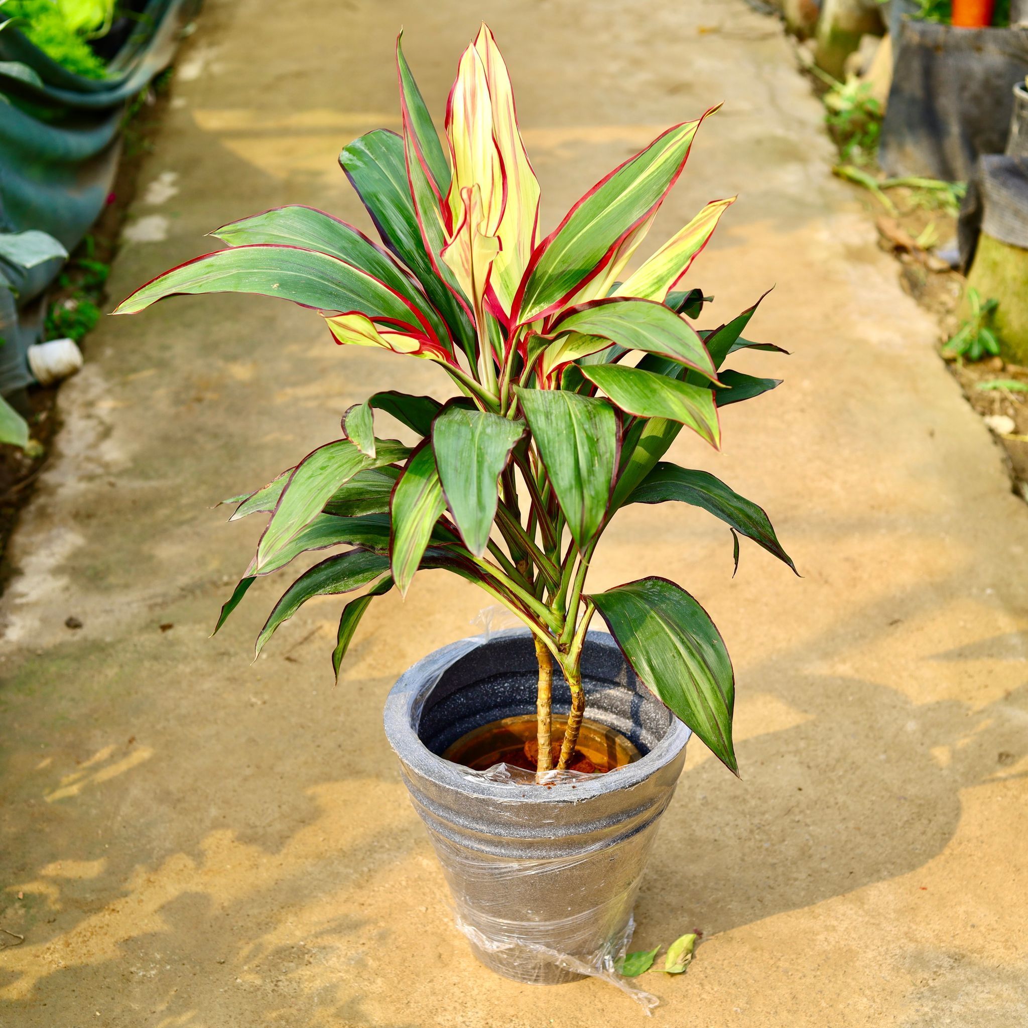 Dracaena Variegated in 12 X 12 Inch Grey Premium Konus Fiberglass Planter- Durable large size decorative fiber pot for indoor outdoor plants with 5 year warranty