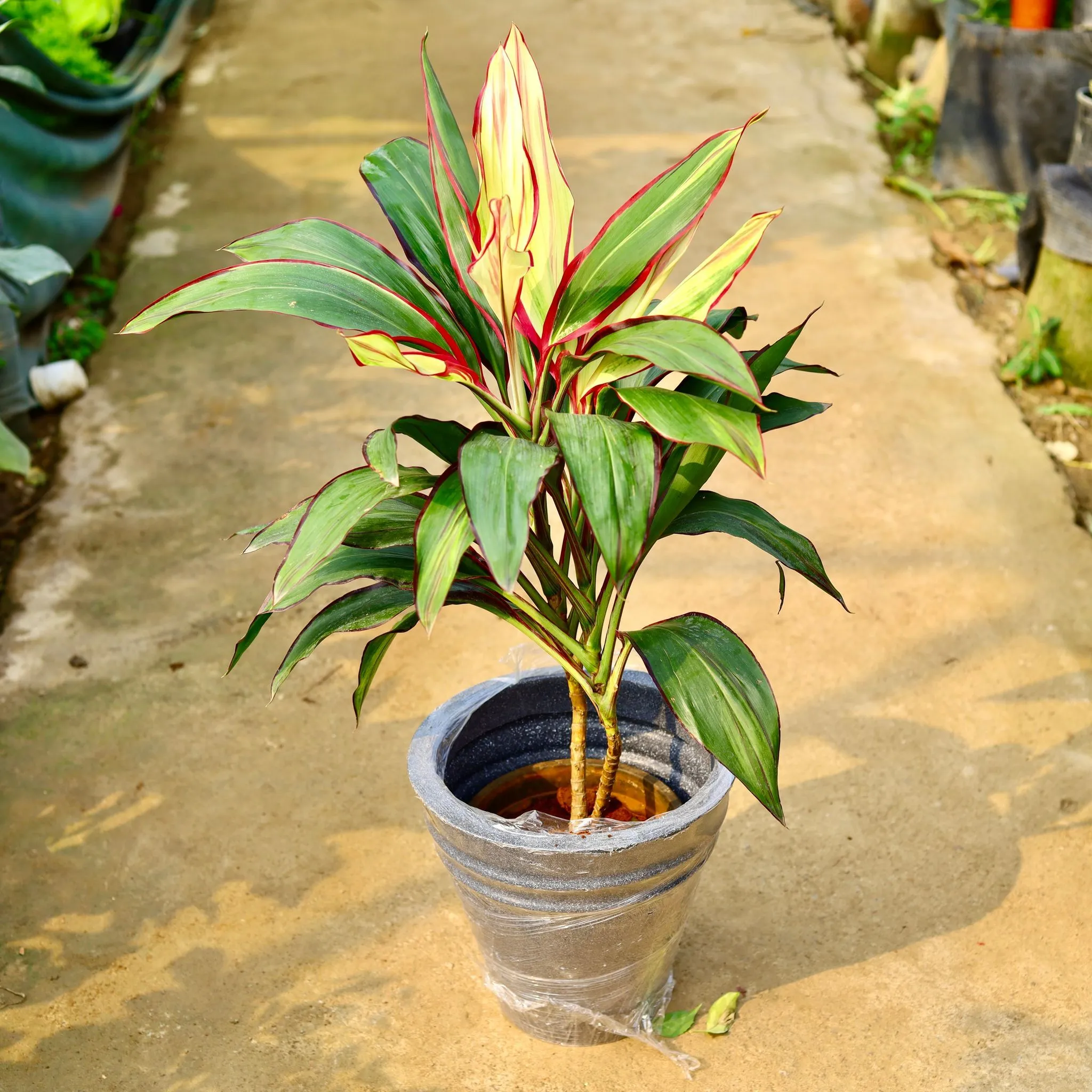 Dracaena Variegated in 12 X 12 Inch Grey Premium Konus Fiberglass Planter- Durable large size decorative fiber pot for indoor outdoor plants with 5 year warranty