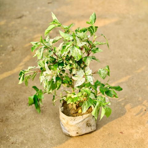 Hibiscus Variegated in 8 Inch Nursery Bag