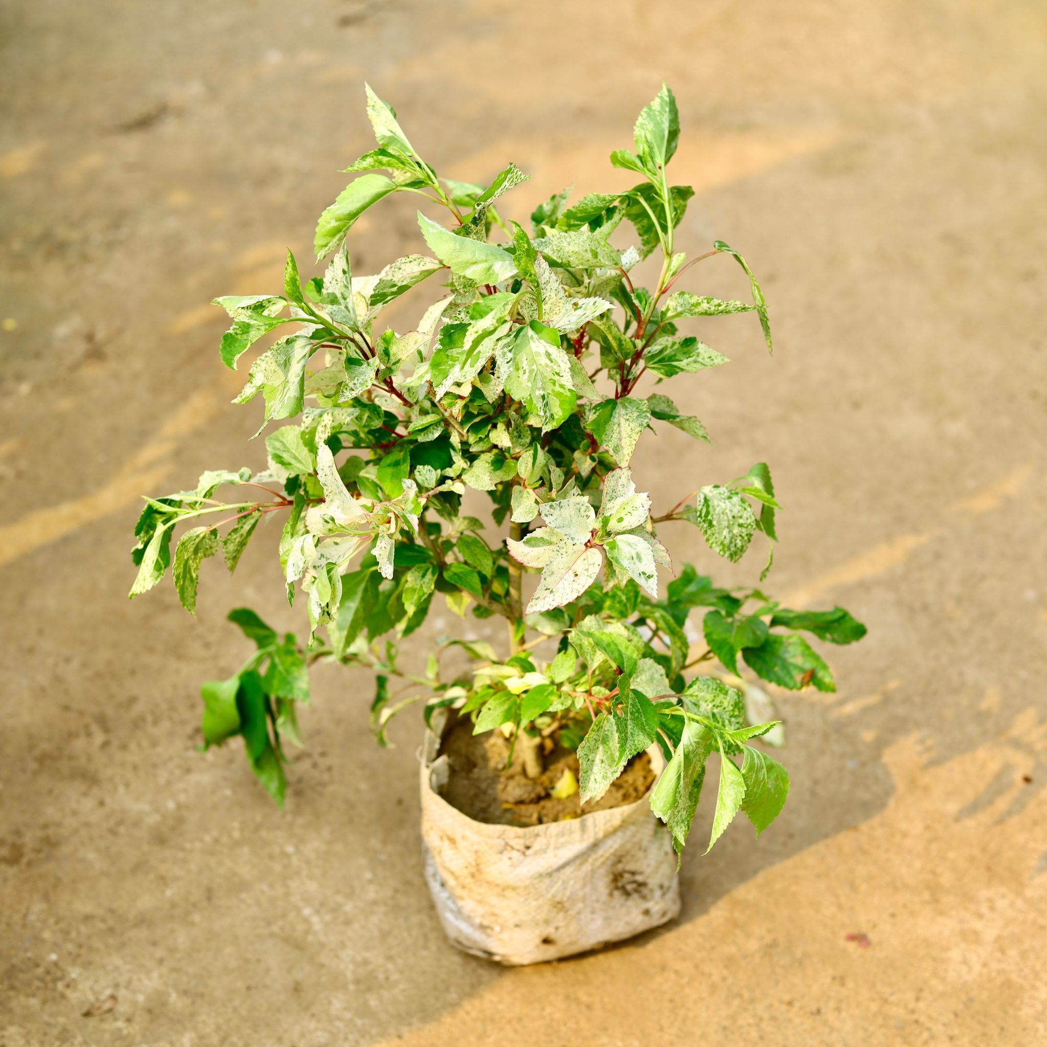 Hibiscus Variegated in 8 Inch Nursery Bag
