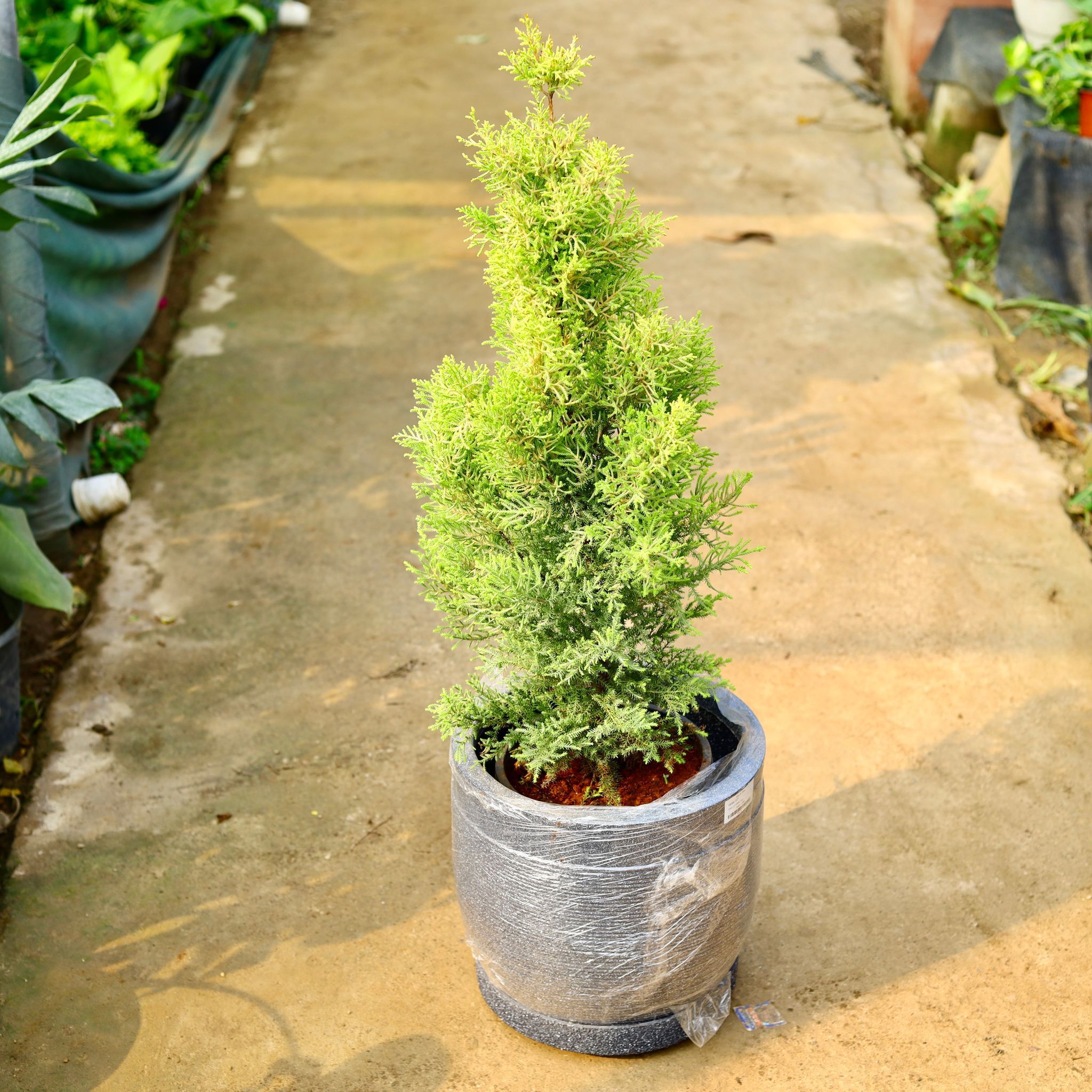 Golden Cypress in 12 X 12 Inch Sandstone Premium Orbis Fiberglass Planter with tray- Durable large size decorative fiber pot for indoor outdoor plants with 5 year warranty