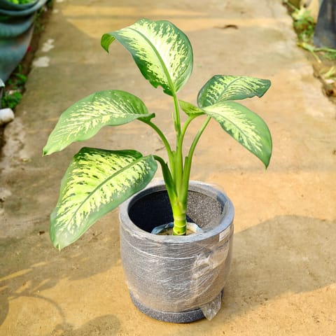 Dieffenbachia in 12 X 12 Inch Sandstone Premium Orbis Fiberglass Planter with tray- Durable large size decorative fiber pot for indoor outdoor plants with 5 year warranty