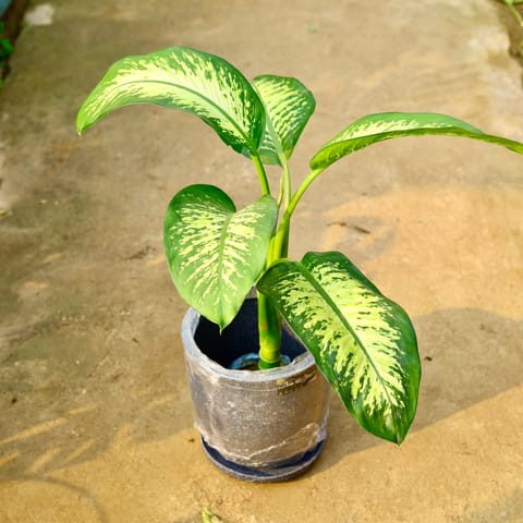 Dieffenbachia in 12 X 12 Inch Sandstone Premium Orbis Fiberglass Planter with tray- Durable large size decorative fiber pot for indoor outdoor plants with 5 year warranty