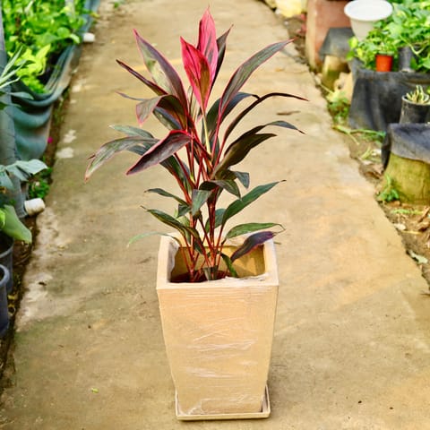 Dracaena Mahatma in 12 X 10 Inch Sandstone Premium Blaze Fiberglass Planter with tray- Durable large size decorative fiber pot for indoor outdoor plants with 5 year warranty