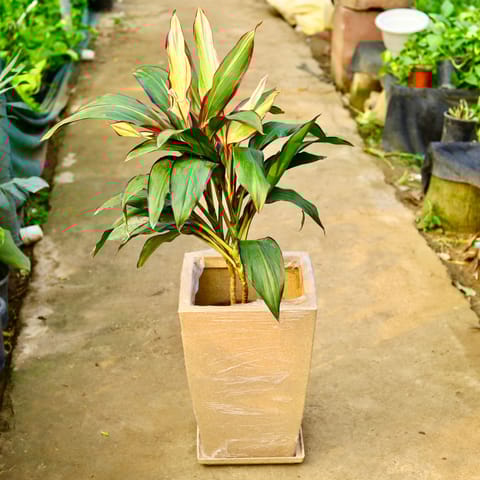 Dracaena Variegated in 12 X 10 Inch Sandstone Premium Blaze Fiberglass Planter with tray- Durable large size decorative fiber pot for indoor outdoor plants with 5 year warranty