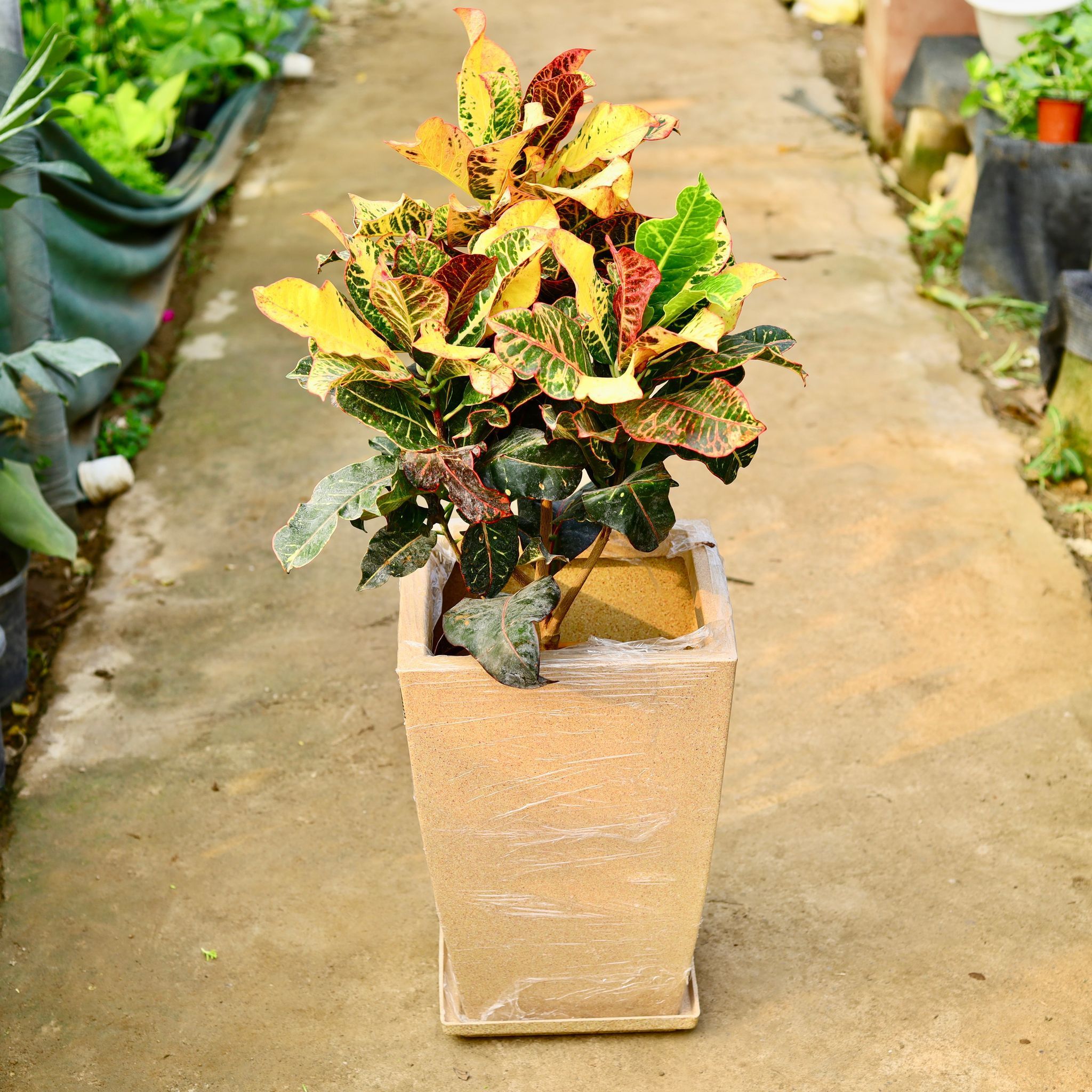 Croton Petra Yellow in 12 X 10 Inch Sandstone Premium Blaze Fiberglass Planter with tray- Durable large size decorative fiber pot for indoor outdoor plants with 5 year warranty