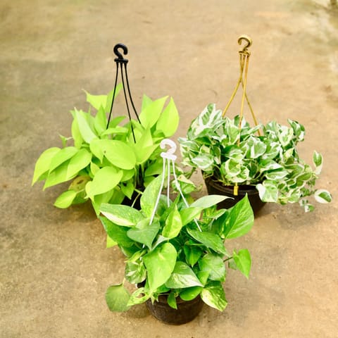 Set of 3 - Money Plant (Green, Njoy & Golden) in 8 Inch Black Hanging Basket