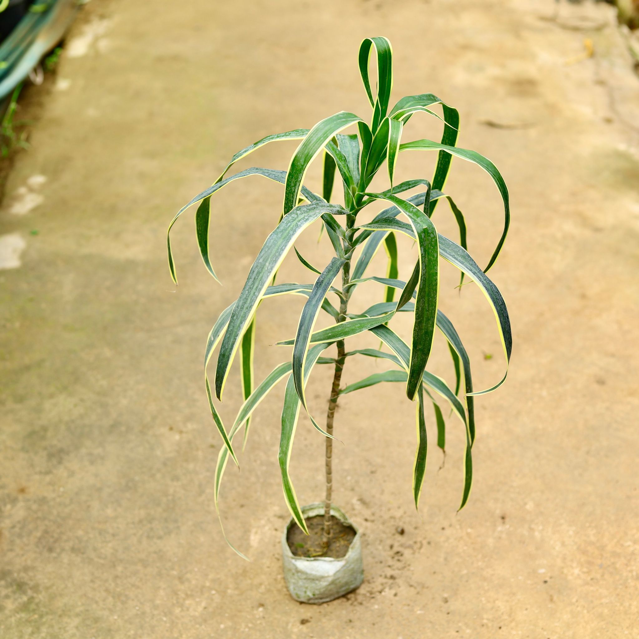 Dracaena Jamaica in 4 Inch Nursery Bag