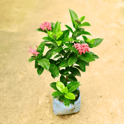 Ixora Pink in 7 Inch Nursery Bag