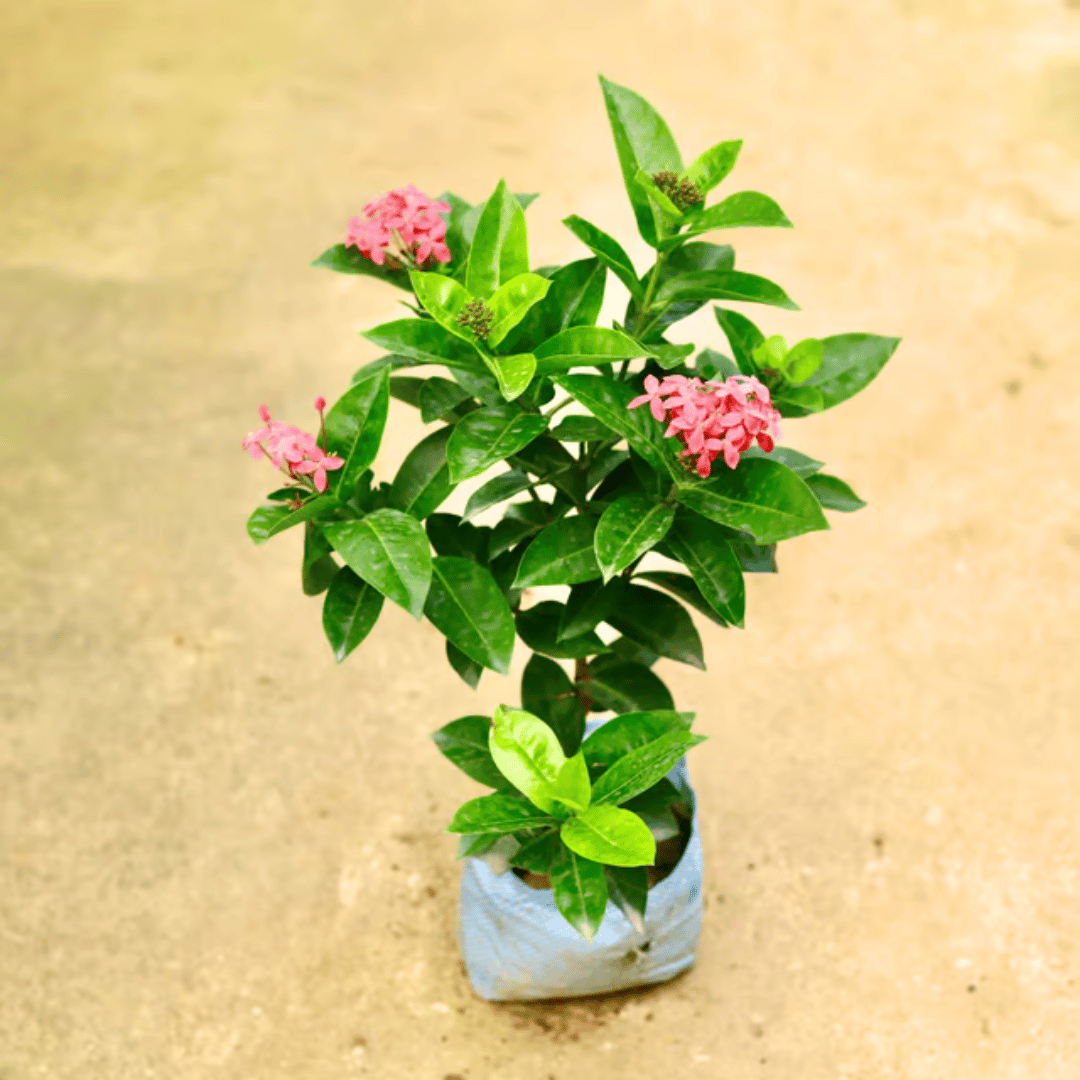 Ixora Pink in 7 Inch Nursery Bag