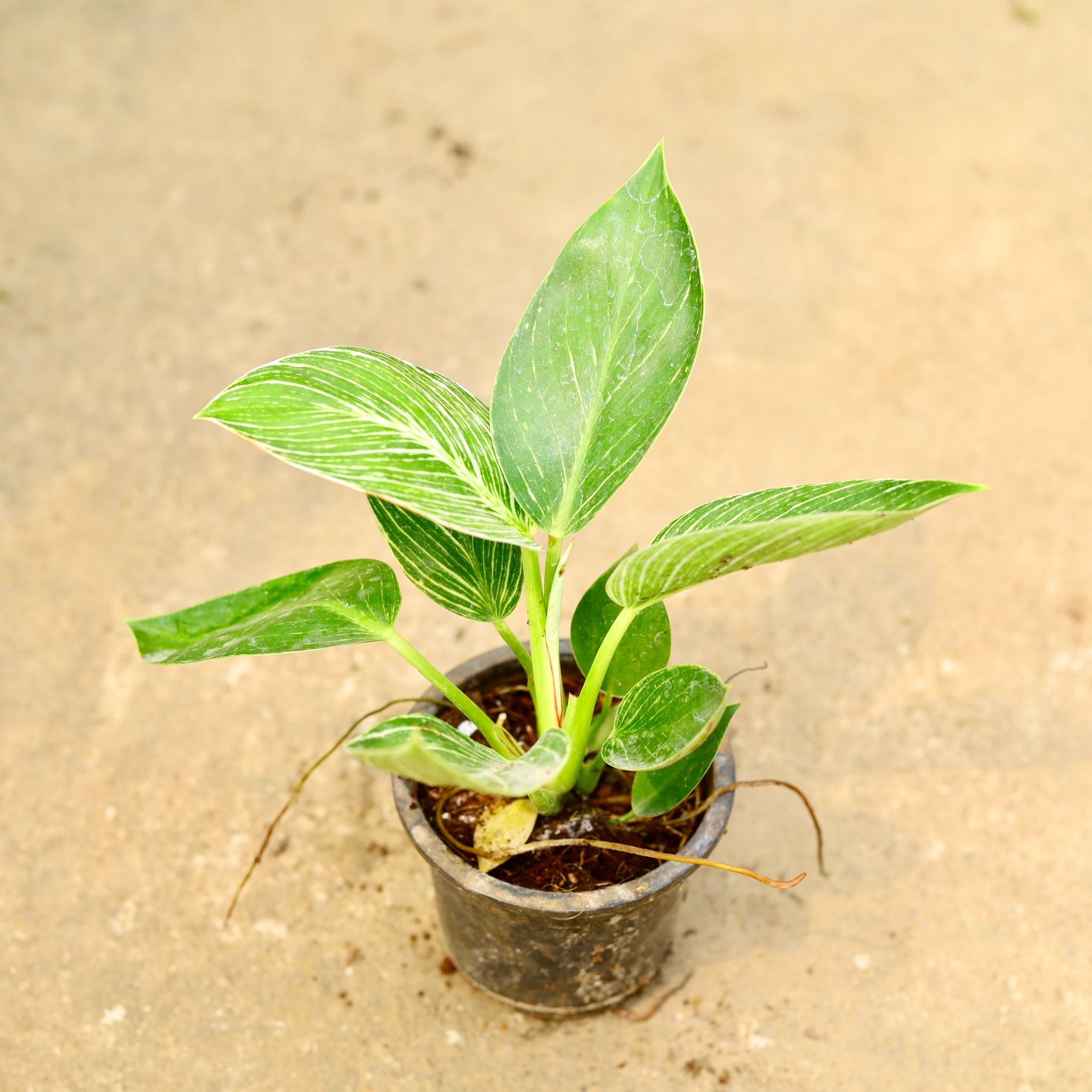 Air Purifying - Philodendron Birkin in 4 Inch Nursery Pot