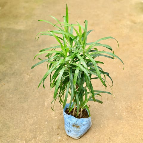 Dracaena Green in 4 Inch Nursery Bag