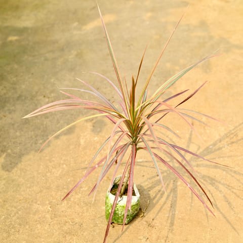 Dracaena Colorama / Marginata Red in 4 Inch Nursery Bag