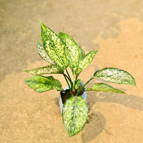 Air Purifying - Aglaonema Snow White in 4 Inch Nursery Bag