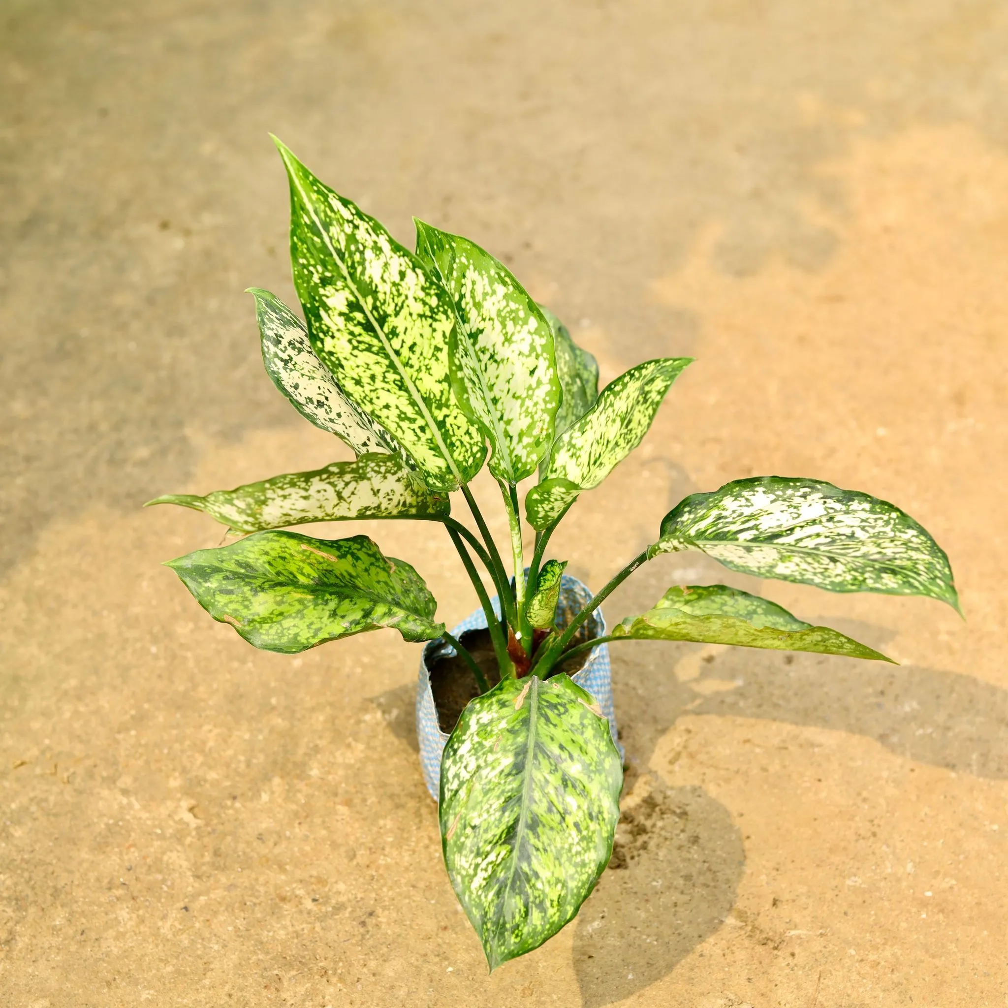Air Purifying - Aglaonema Snow White in 4 Inch Nursery Bag
