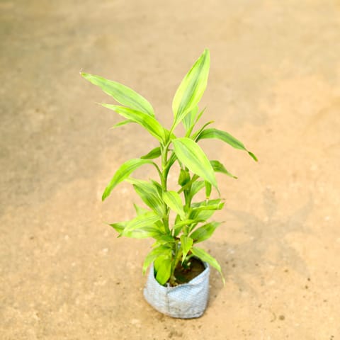 Lucky Bamboo in 4 Inch Nursery Bag