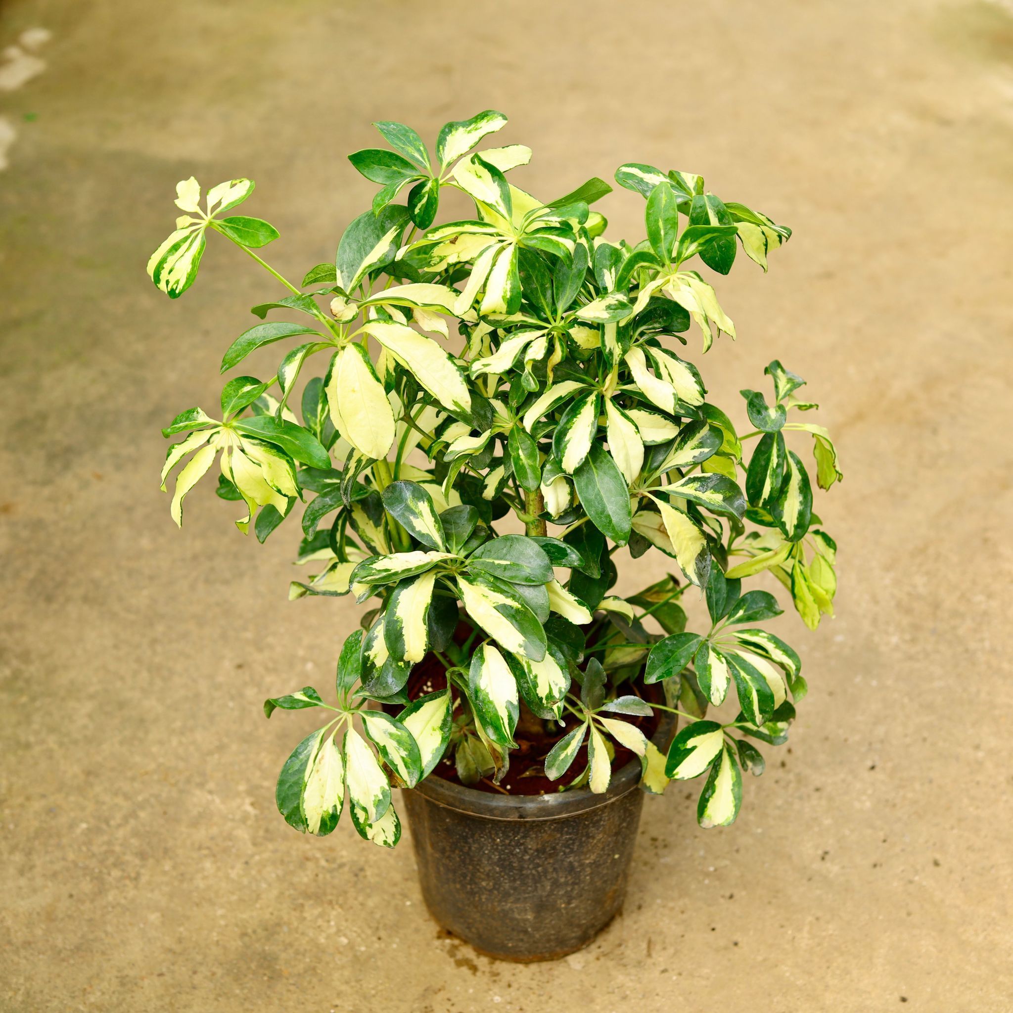 Air Purifying - Schefflera Variegated in 8 Inch Nursery Pot