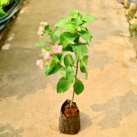Mussaenda Pink in 8 Inch Nursery Bag
