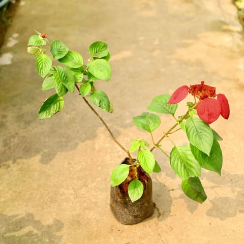 Mussaenda Red in 8 Inch Nursery Bag