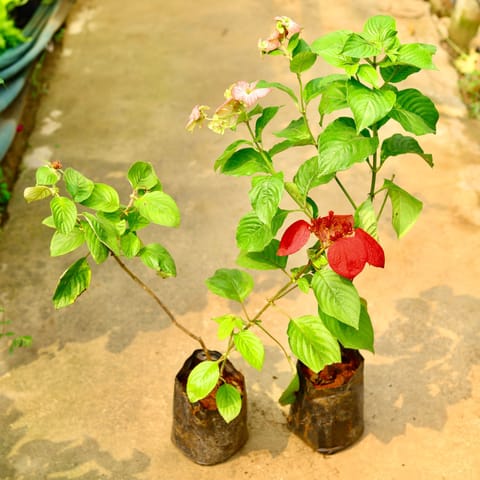 Set of 2 - Mussaenda (Red & Pink) in 8 Inch Nursery Bag