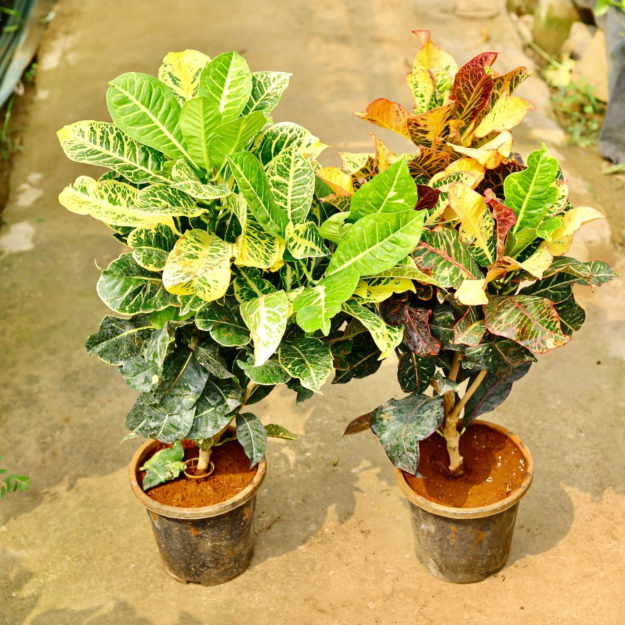 Set of 2 - Croton Petra (Green & Yellow) in 8 Inch Nursery Pot
