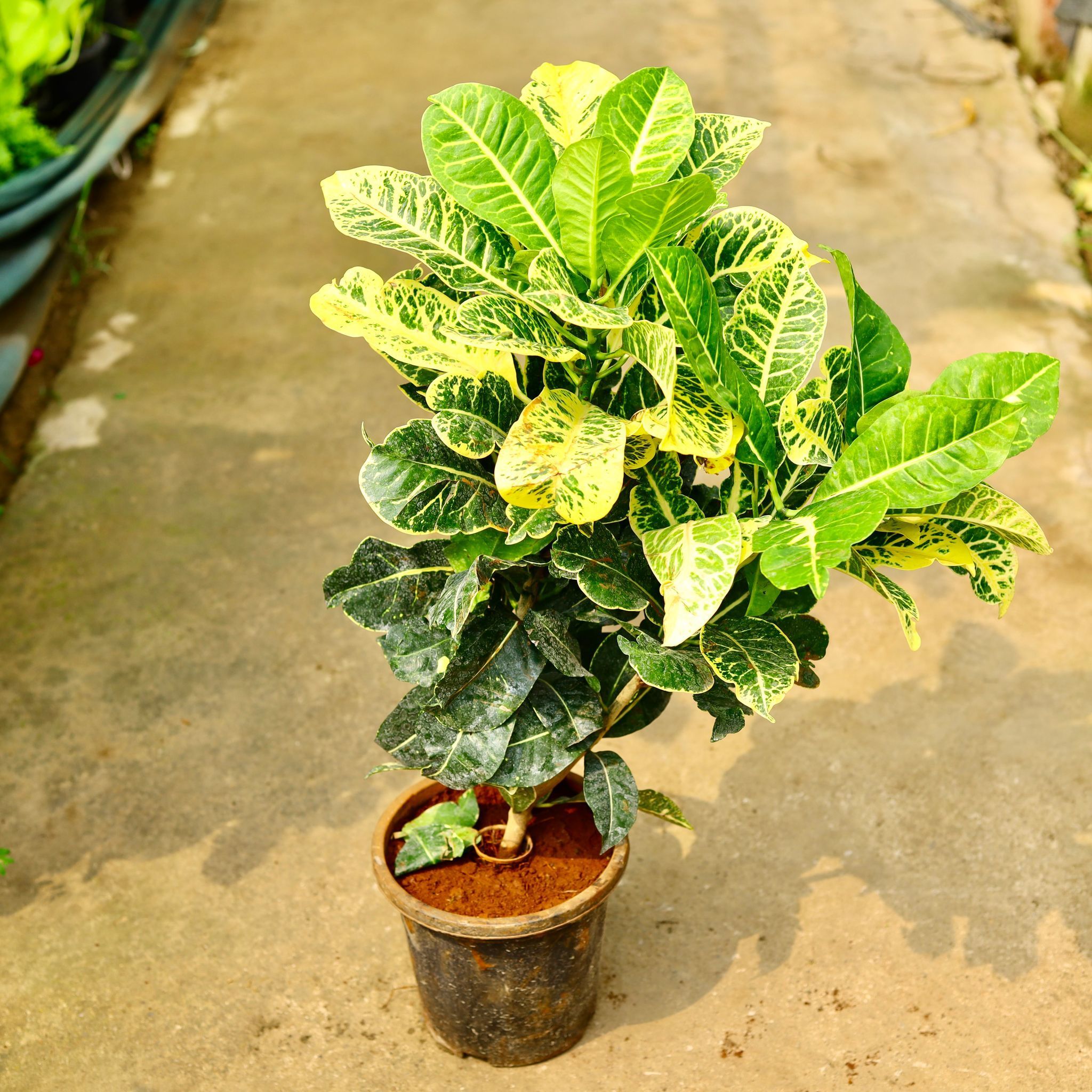 Croton Petra Green in 8 Inch Nursery Pot