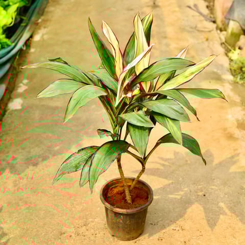 Dracaena Variegated in 8 Inch Nursery Pot