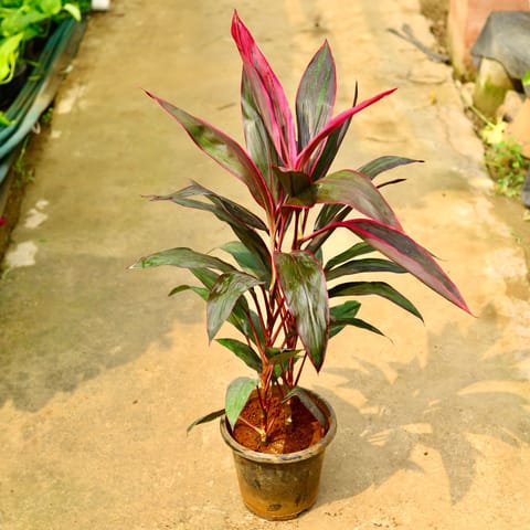 Dracaena Mahatma in 8 Inch Nursery Pot