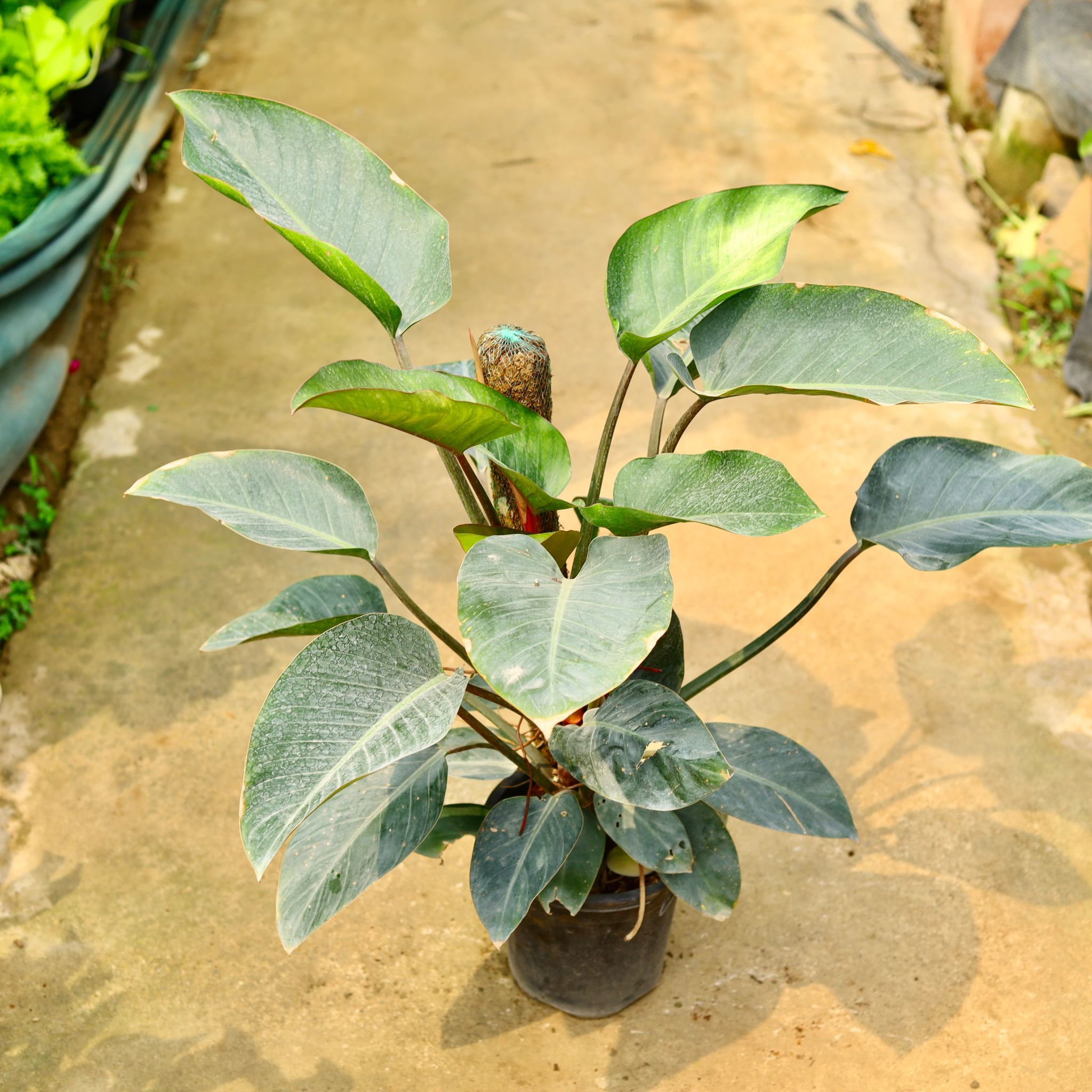 Philodendron Black in 8 Inch Nursery Pot