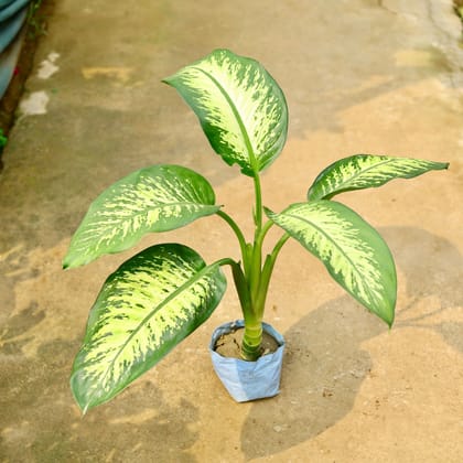 Buy Dieffenbachia in 8 Inch Nursery Bag Online | Urvann.com