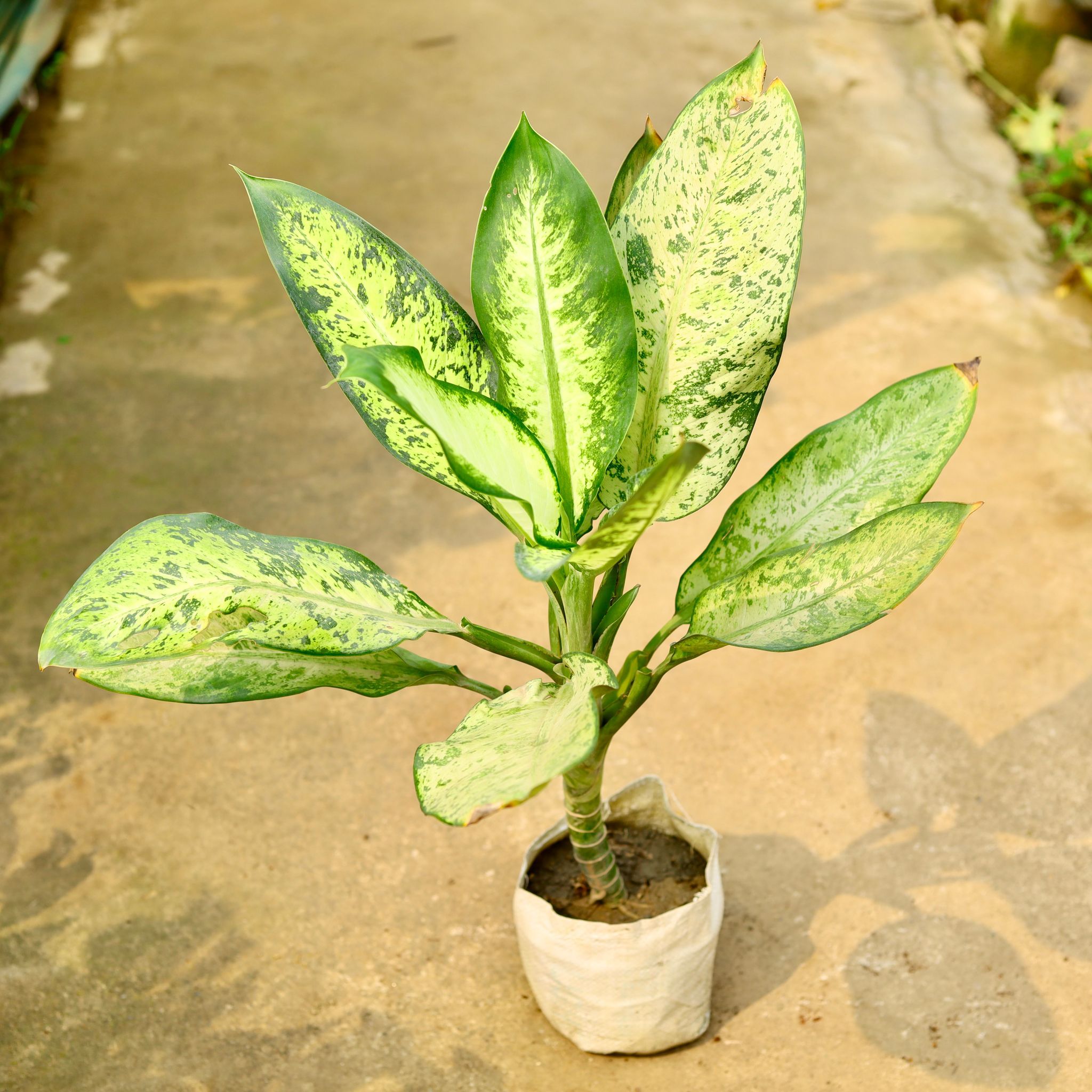 Aglaonema Pinki in 8 Inch Nursery Bag