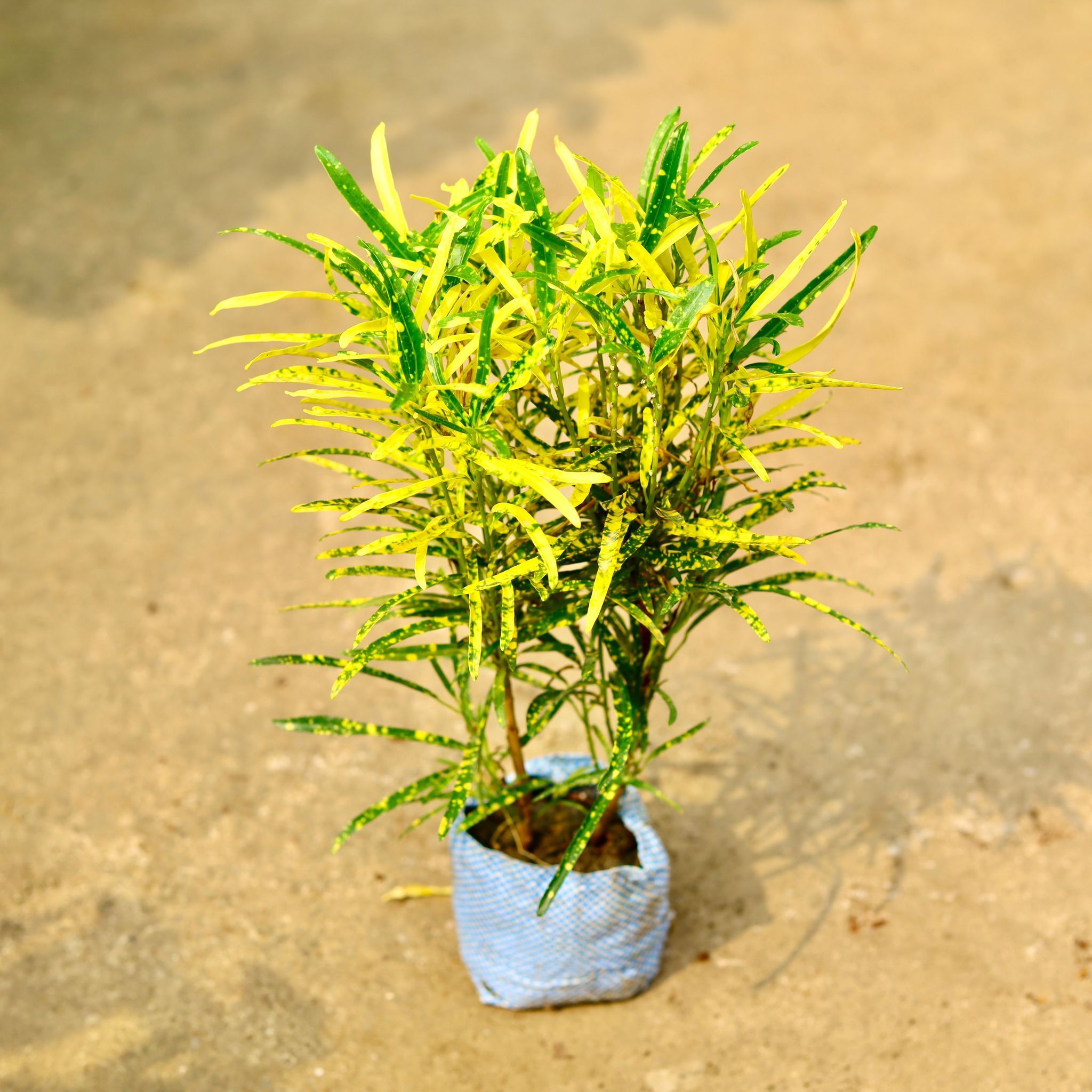 Air Purifying - Chironji Croton in 4 Inch Nursery Bag