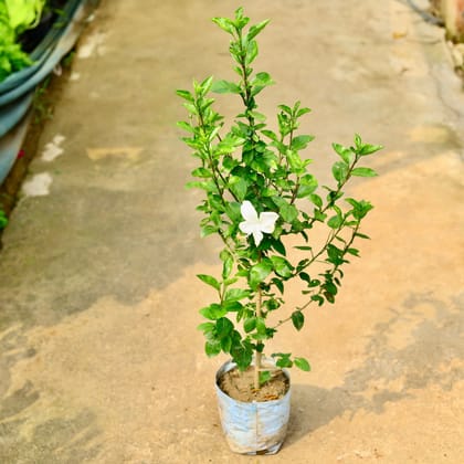 Buy Hibiscus / Gudhal White in 8 Inch Nursery Bag Online | Urvann.com