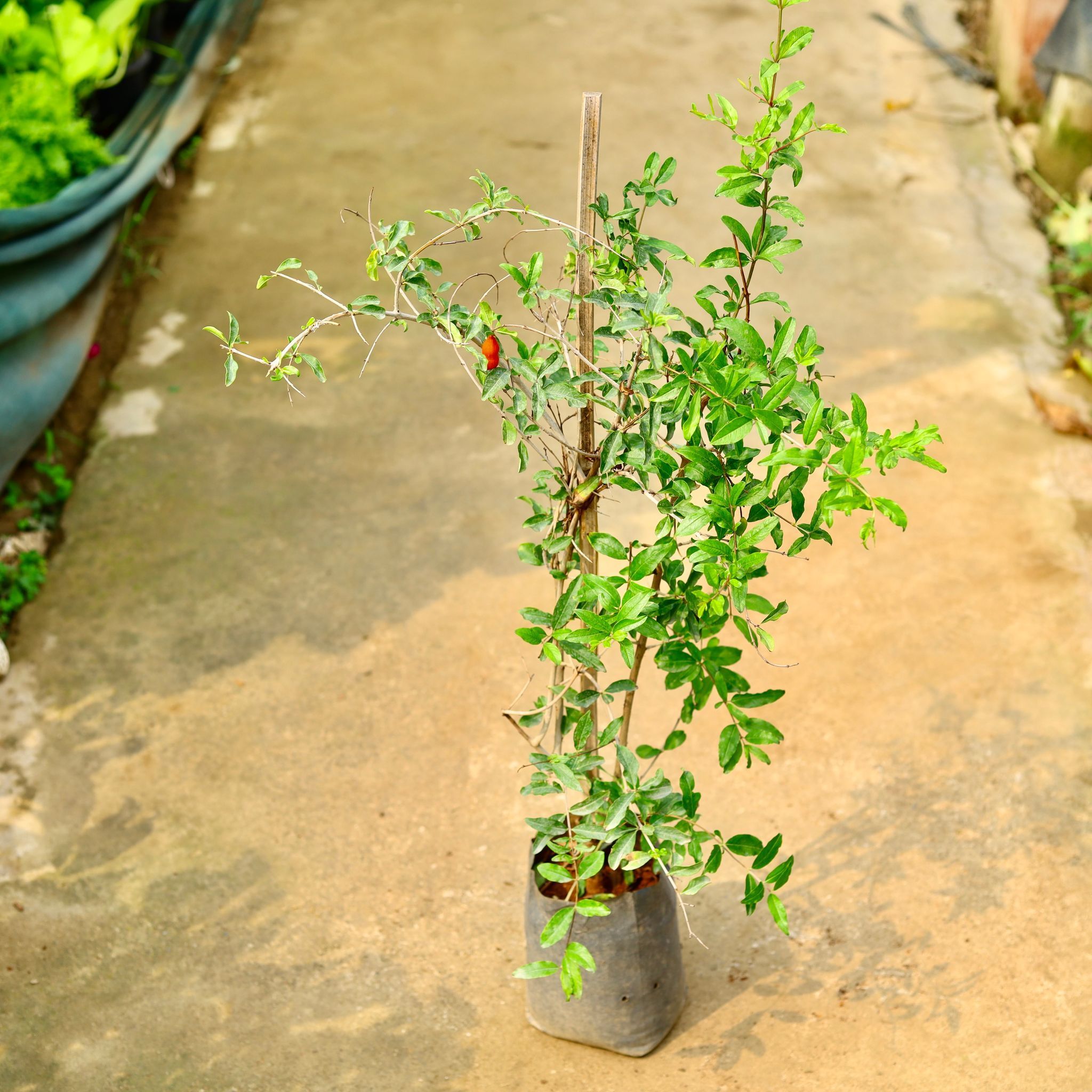 Anar / Pomegranate in 8 Inch Nursery Bag