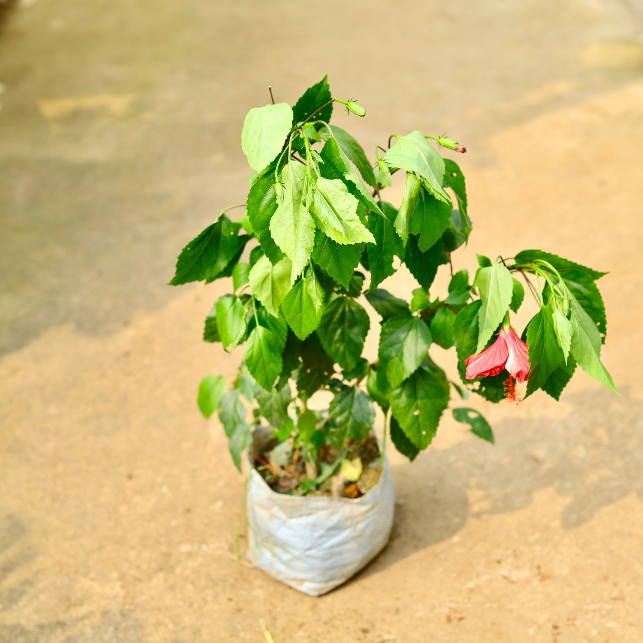 Hibiscus / Gudhal Red in 8 Inch Nursery Bag