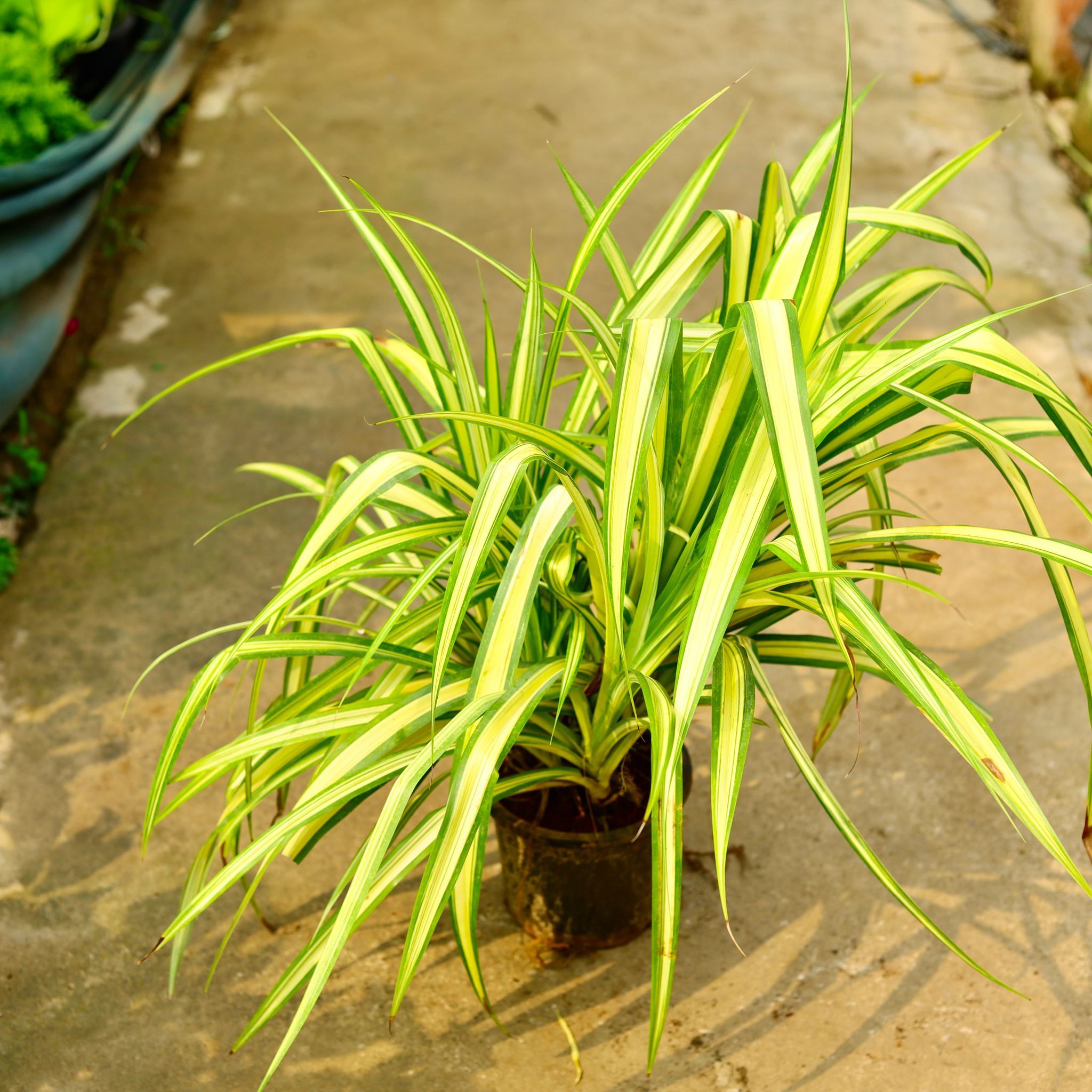 Pandanus / Screwpine in 8 Inch Nursery Pot