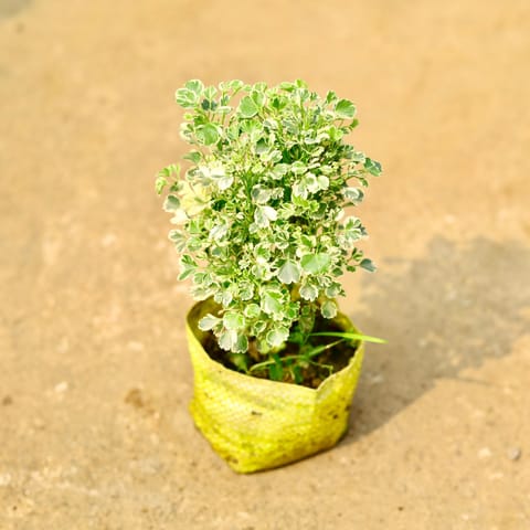 Aralia White in 4 Inch Nursery Bag