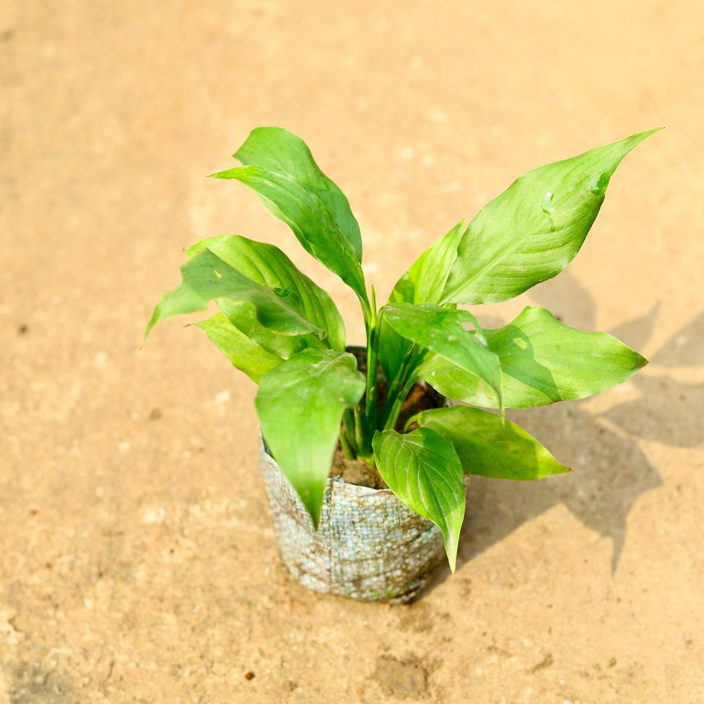 Buy Peace Lily in 4 Inch Nursery Bag Online | Urvann.com Peace Lily in 4 Inch Nursery Bag