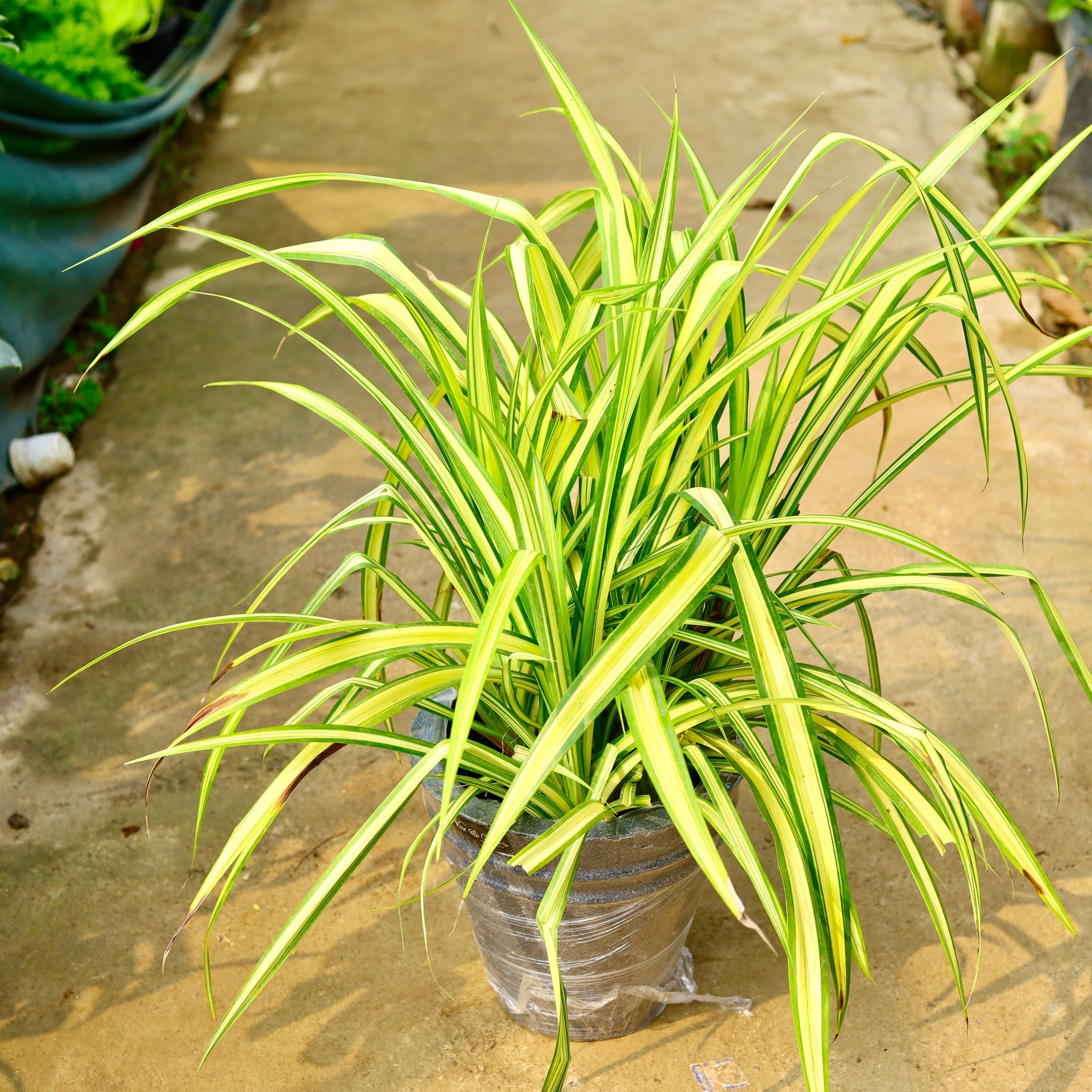 Pandanus / Screwpine in 12 X 12 Inch Grey Premium Konus Fiberglass Planter- Durable large size decorative fiber pot for indoor outdoor plants with 5 year warranty